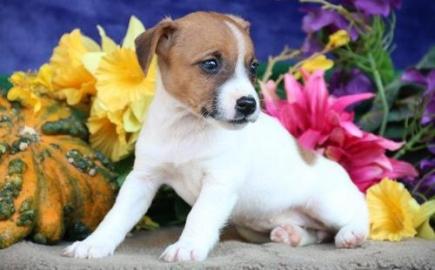 Erh?ltlich Jack-Russell-Terrier mit Papi