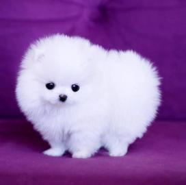 Liebevolle Teacup Pomeranian-Welpen What