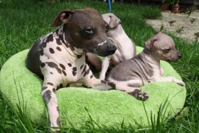 American Hairless Terrier