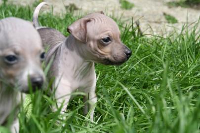 American Hairless Terrier