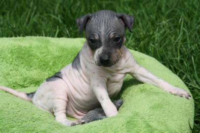 American Hairless Terrier