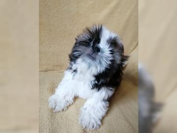 Charmante Babyschlampe Shih Tzu welpen