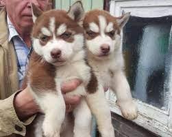 Gro?e Siberian Husky-Welpen