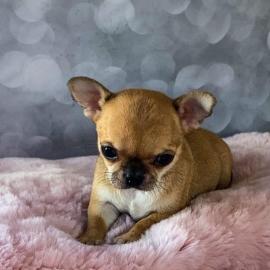 Chihuahua Welpen zur Verf?gung