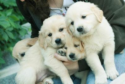 Golden Retriever Welpen whatsapp Nummer