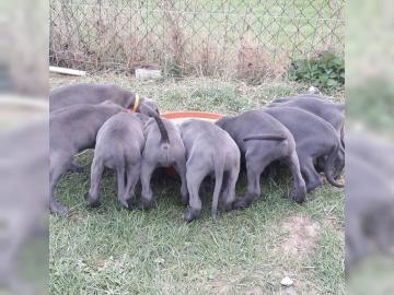 Weimaraner-Welpen