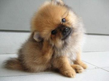 Zwergspitz Pomeranian welpen