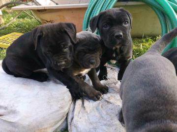 Cane Corso Welpen,2 R?den, 2 H?ndinnen!