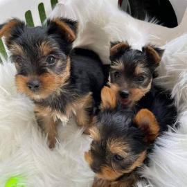 Kleine Yorkshire Terrier Welpen Verkaufe