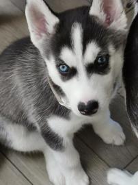 Siberian Husky Welpen