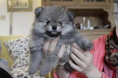 Zuckers??e Zwergspitz Pomeranian Welpen