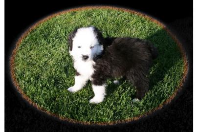 Se Mini Aussie Welpen