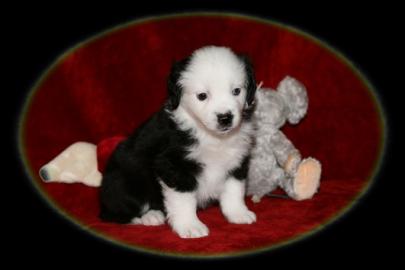 Se Mini Aussie Welpen