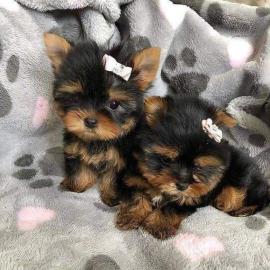 Yorkshire Terrier  Abgabebereit