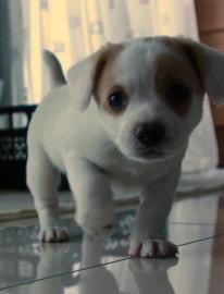 Jack Russel Welpen