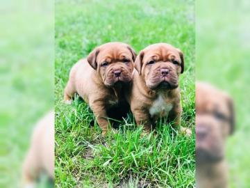 Bordeauxdoggenwelpen Hndinnen rotmasken