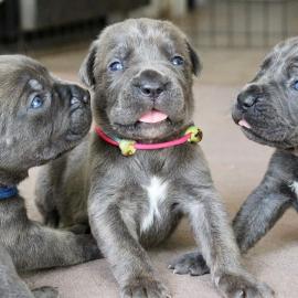 Cane Corso Welpen    300 EUR