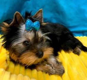 Entz?ckende Teacup Yorkie Welpen zu verk