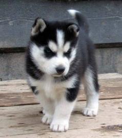 Sibirischer Husky Welpen