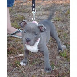 Liebevolles American Blue-Line Pit Bull