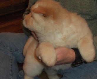 Gorgeous Chow Chow puppy