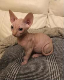 Sphynx kitens ist zur Adoption bereit