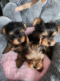 Schn Yorkshire Terrier Welpen suchen ei