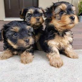 Schn Yorkshire Terrier Welpen suchen ei