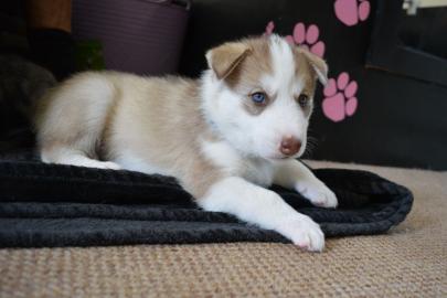 S??e Siberian Husky-Welpen zu verkaufen