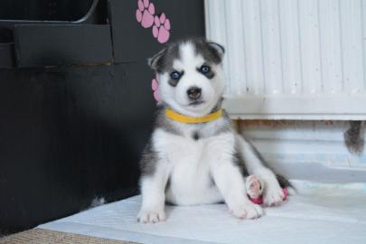 S??e Siberian Husky-Welpen zu verkaufen