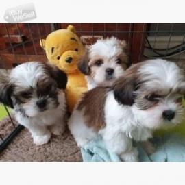 Shih Tzu Welpen