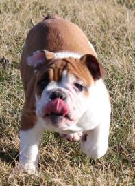 Englische Bulldogge Welpen mit papieren