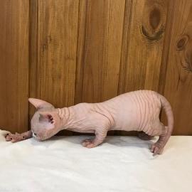 Canadian Sphynx Babys