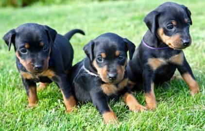 Typvolle Dobermannwelpen mit Ahnenpass W