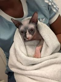 Sphynx kitens ist zur Adoption bereit