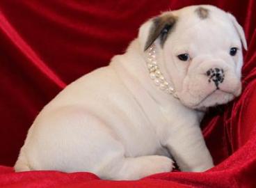 Phantastische englische Bulldogge (bulld