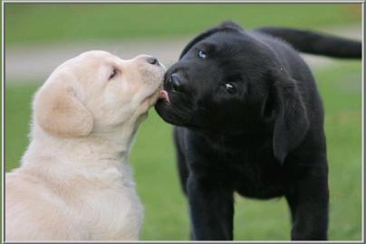 Labrador Welpen mit Papieren. 