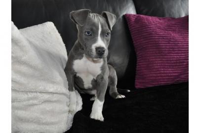 XXL- Lionstyle- Pitbull- Welpen- Bluelin