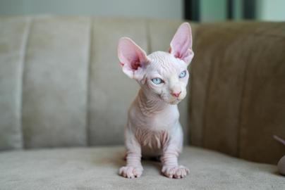 Sphynx Katzen mit Papieren