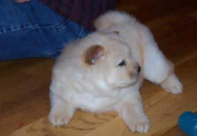 Gorgeous Chow Chow puppy