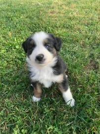 Australian Shepherd Welpen