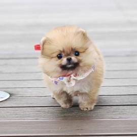 Zwergspitz Pomeranian Spitz Boo