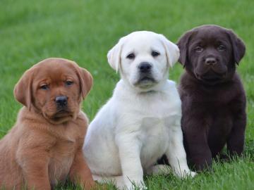 Wunderbare Labrador-Welpen