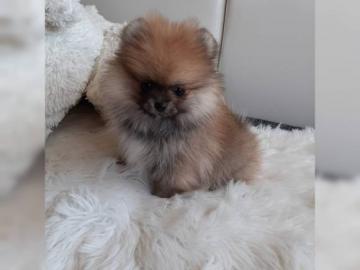 MINI Pomeranian SpitzBoo Welpe