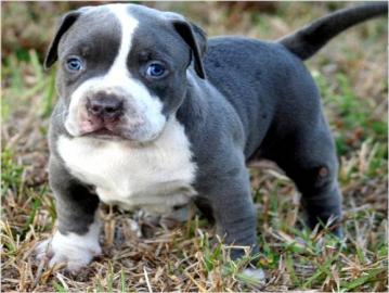 American Welpen Pittbull bereit