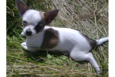 ??? 2 Chihuahua Welpen Kurzhaar Rde und