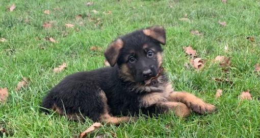 Deutscher Sch?ferhund Welpen