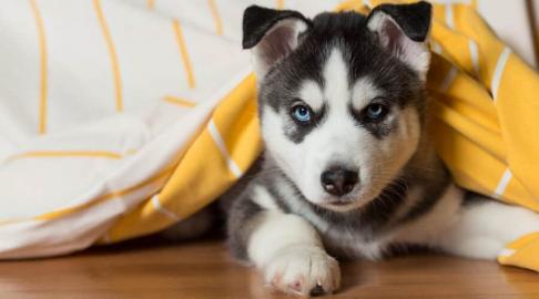 reinrassige Siberian Husky-Welpen