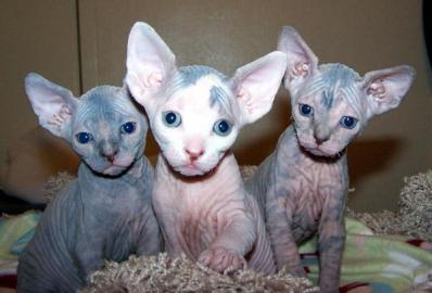 Erstaunlicher Sphynx Sphynx K?tzchen s??