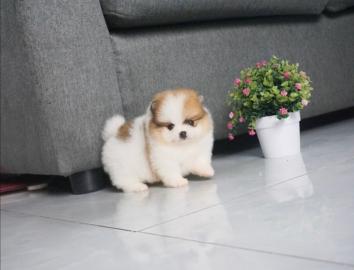 Mini Pomeranian-WHATSAPP: +4368110847525